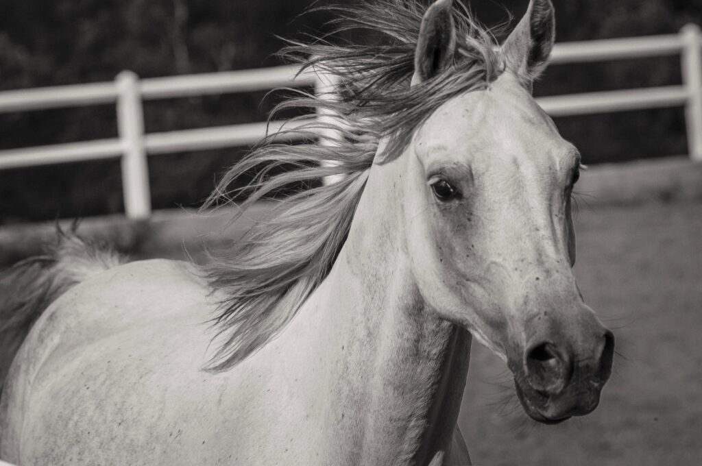 Cavallo chiaro in movimento durante una sessione di liberty training, con criniera al vento e sguardo concentrato, ritratto in primo piano in bianco e nero
