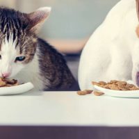 L’azienda siciliana Adragna PetFood lancia il nuovo portale www.naxospetfood.com dedicato agli amanti degli animali
