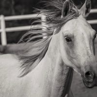 Liberty Training: la comunicazione autentica tra cavallo e cavaliere