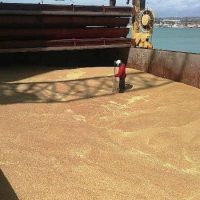 Esaminato il grano canadese arrivato a Pozzallo