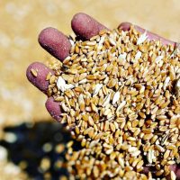 Quant’è pericoloso il glifosato presente nel grano Canadese? Gli agricoltori siciliani protestano a Pozzallo