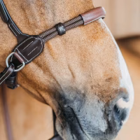 Dressage e monta senza imboccatura: le aperture delle federazioni e il futuro del bitless